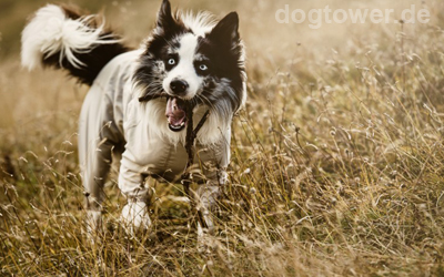 Nutzbar für kleine, mittelgroße und große Hunde