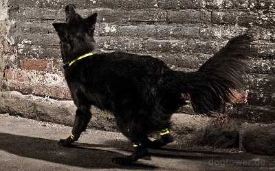 Lifeguard Reflektoren für Hunde