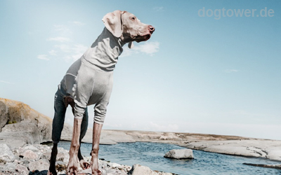 Hundeoverall für kaltes Wetter 