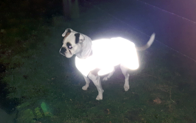 iqo Hundejacke voll reflektierend