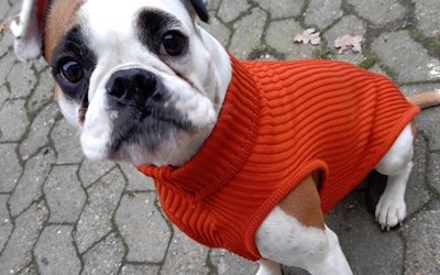 iqo Hundepullover 100% Merinowolle, orange