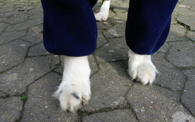 Auf Wunsch fertigen wir die benötigte Beinlänge für Ihren Hund