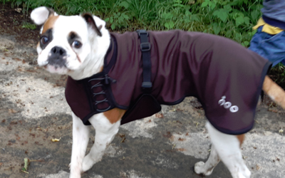 iqo VX Hundejacke, choco/pink