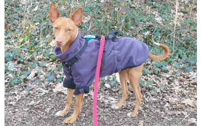 iqo VXf Hundejacke Frosti (wind- und wasserdicht), lila/schwarz