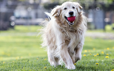 Ideales Hundespielzeug für große Hunde