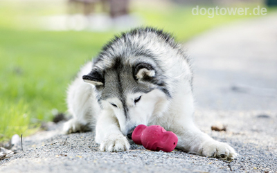 Tuff Teeter in rot auch für große Hunde