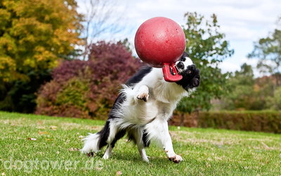 Ideales Outdoorspielzeug für jeden Hund