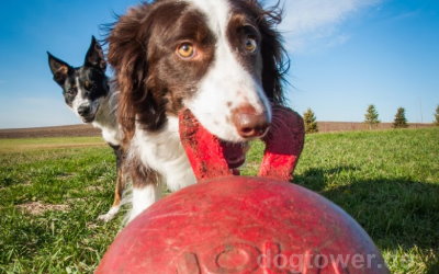 Hundespielzeug für kleine und große Hunde