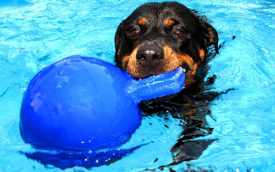 Schwimmfähiges Hundespielzeug