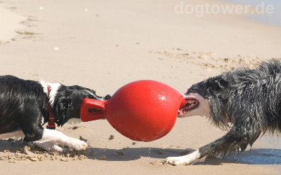 Ideales Spielzeug auch für mehrere Hunde