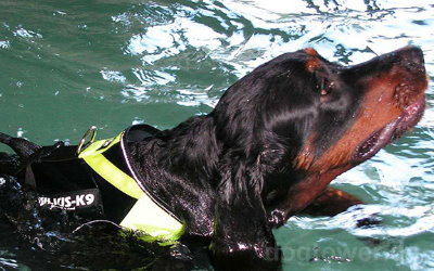 Schwimmweste auch für schmale Hunde verwendbar