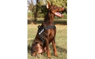 Dobermann mit TPP Hundegeschirr