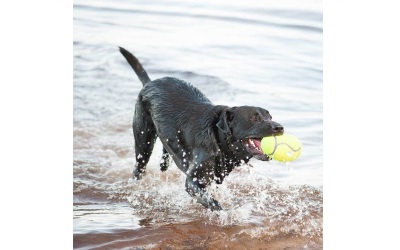 KONG Air Squeaker Football