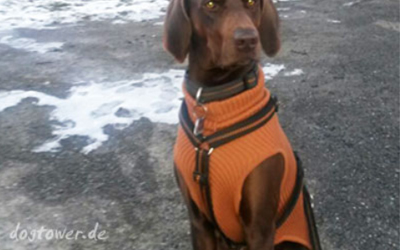 IQO Hundepullover Classic P1, cognac