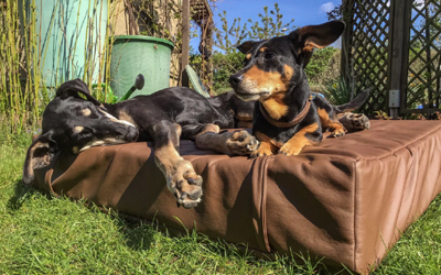 iqo Kunstleder Hundematratze, dunkelbraun