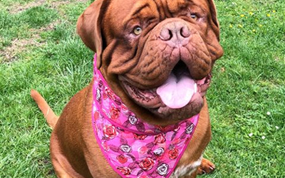 Aqua Coolkeeper Cooling Hunde Bandana, roses