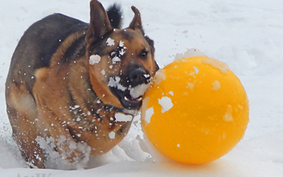 Ferkelball für Hunde