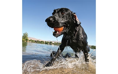 Kurgo Skipping Stones