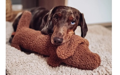 Lieblingspfote Dachshund Musch