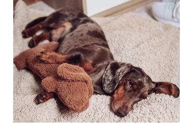 Lieblingspfote Dachshund Musch