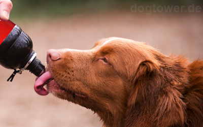 Immer kühles Wasser für Ihren Hund zur Hand