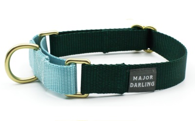 Major Darling Evergreen with Ice Blue Martingale Collar