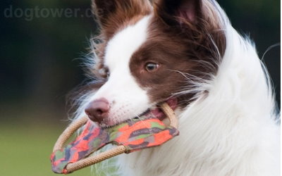 Ideales Wurfspielzeug von Major Dog