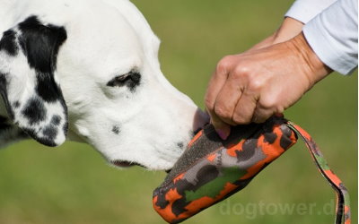 Hundedummy für kleine und große Hunde