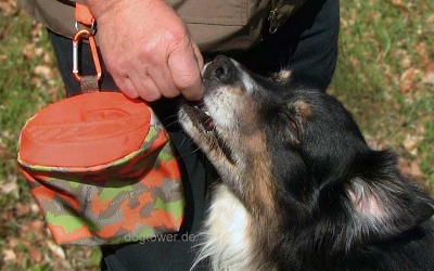 Gürteltasche beim Hundetraining