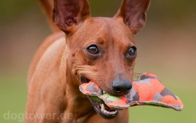 Ideales Hundespielzeug für kleine Hunde