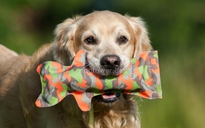 Hundedummy Katzenflasche