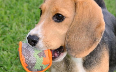 Beagle mit Hundespielzeug von MajorDog