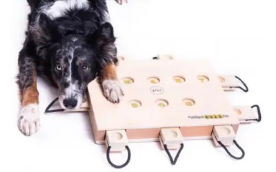 My Intelligent Dogs iPet - Smart Dog - herausforderndes interaktives Spiel für Hunde