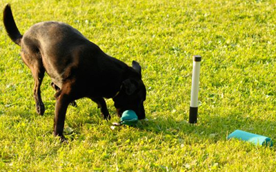 Perfekt für das tägliche Training