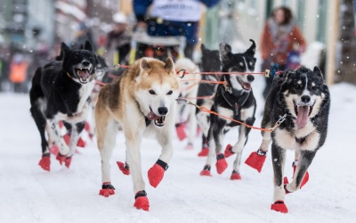 Non Stop Dogwear Long Distance Booties