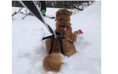 Non Stop Dogwear Long Distance Booties