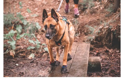 Non Stop Dogwear Solid Socks Stabiler Pfotenschutz