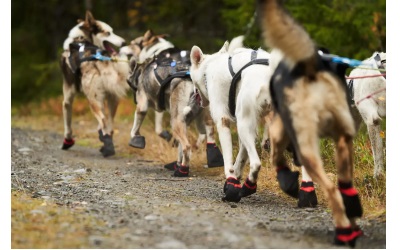 Non Stop Dogwear Solid Socks Stabiler Pfotenschutz