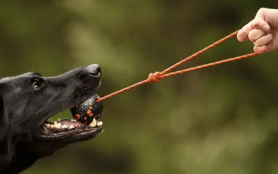 Nonstop Hundespielzeug Dog Ball mit Kordel, orange/black
