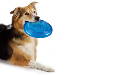 Orka Flyer, Petstages