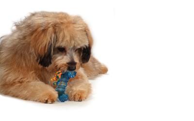 Petstages Hundespielzeug für kleine Hunde
