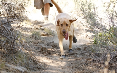 Grip Trex Hundeschuhe im Einsatz