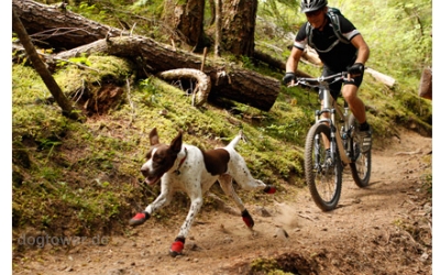 Hundeschuhe im Gelände