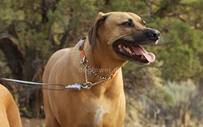 Halsband Chain Reaction (orange)