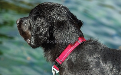 Ruffwear Hundehalsband Hoopie Collar, obsidian black