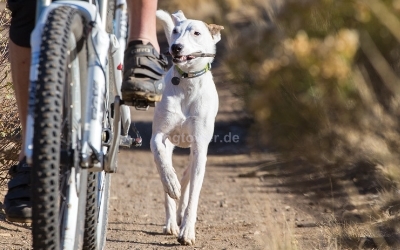 Ruffwear Hundehalsband Hoopie Collar, obsidian black