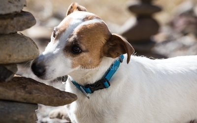 Ruffwear Hundehalsband Hoopie Collar, red currant