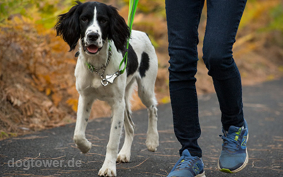 Meadow green Leine und Halsband