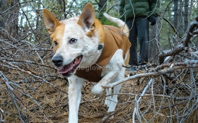 Ruffwear K9-Overcoat Utility Jacket, Trailhead Brown