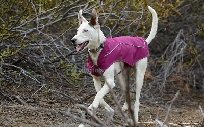 Ruffwear K9-Overcoat Utility Jacket, Lakespur Purple